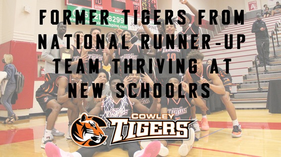 Former Tigers from national runner-up team thriving at new schools